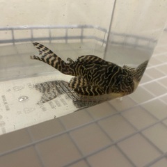 熱帯魚　キンペコ２の画像