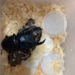 オオクワガタ　ペア(1♂1♀)の画像