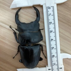 オオクワガタ　ペア(1♂1♀)の画像