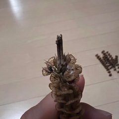 バジル🌿の種　一本分の画像