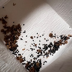 バジル🌿の種　一本分の画像