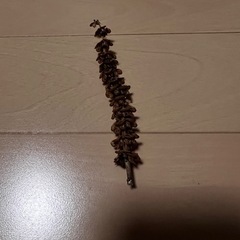 バジル🌿の種　一本分の画像