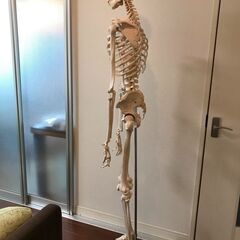 （中古）骨格標本　全身の画像