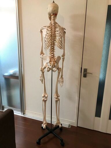 （中古）骨格標本　全身