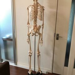 （中古）骨格標本　全身の画像