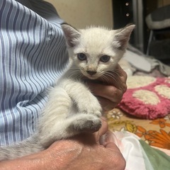 野良ちゃんが産みました。
