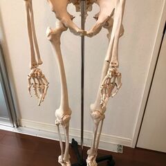 （中古）骨格標本　全身の画像