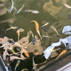 高級メダカミックス10匹の画像