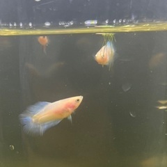 2cm 赤ちゃんベタ 1匹200円　100匹で15000円「熱帯魚」の画像