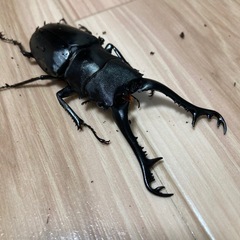 ギラファノコギリクワガタ　ペア(1♂2♀)の画像