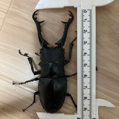 ギラファノコギリクワガタ　ペア(1♂2♀)の画像