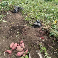 9/23 さつまいも堀り体験の画像