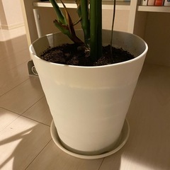 モンステラの画像