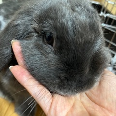 うさぎちゃん