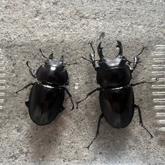 ヤエヤママルバネクワガタ　幼虫　3頭　3令