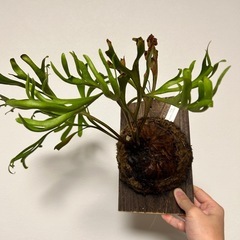 ビカクシダ　リドレイの画像