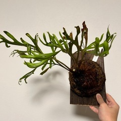 ビカクシダ　リドレイの画像