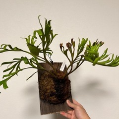 ビカクシダ　リドレイの画像
