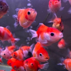 【自家産】ショートテールオランダ他金魚の画像