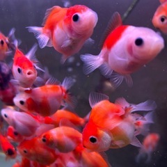 【自家産】ショートテールオランダ他金魚の画像