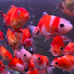 【自家産】ショートテールオランダ他金魚の画像