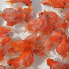 金魚 ピンポンパール 当歳 3〜4センチ ランダム2匹セットの画像