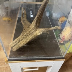 1200アクリル水槽の画像
