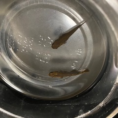 メダカ無人販売　
の画像