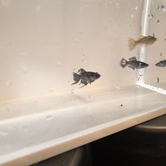 改良メダカ　ブラックダイヤ　スワロー　アースアイ稚魚5匹の画像
