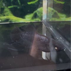 改良メダカ　ブラックダイヤ　スワロー　アースアイ稚魚5匹の画像
