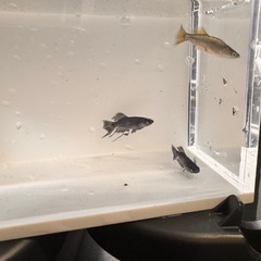 改良メダカ　ブラックダイヤ　スワロー　アースアイ稚魚5匹の画像