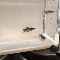 改良メダカ　ブラックダイヤ　スワロー　アースアイ稚魚5匹の画像