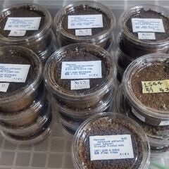 【幼虫3頭】ウエストウッディLowerSubansiri CBF1 ④の画像