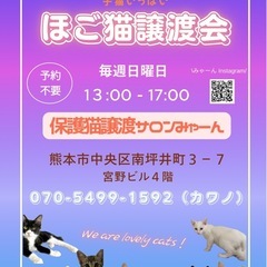 9/14マチナカ譲渡会in保護猫譲渡サロンみゃーん
