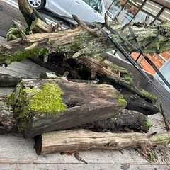 古木神秘的な苔を苔アートにの画像