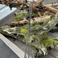 古木神秘的な苔を苔アートにの画像