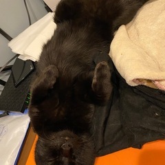 黒猫さんの里親募集