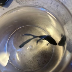 ベタの画像