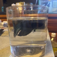 ベタの画像