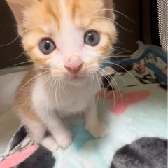 子猫だらけ🐱ふれあい譲渡会🐾
