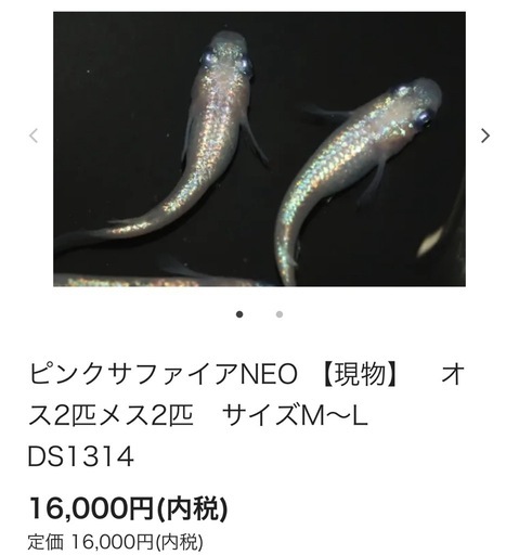 メダカ　ピンクサファイアNEO