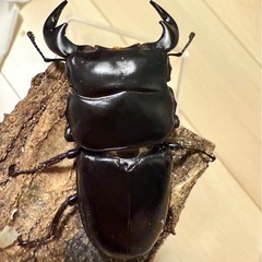 アンタエウスオオクワガタ　ペアの画像