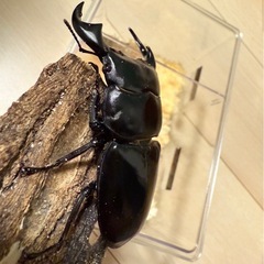 アンタエウスオオクワガタ　ペアの画像