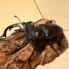 ヨーロッパミヤマクワガタ（ケルブス）♂単の画像