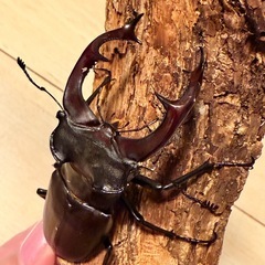ヨーロッパミヤマクワガタ（ケルブス）♂単の画像