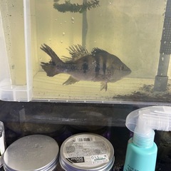 キクラショート　アカメ
の画像