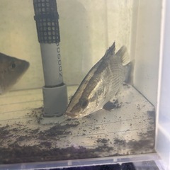 キクラショート　アカメ
の画像