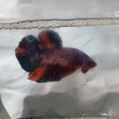 ベタ稚魚の画像