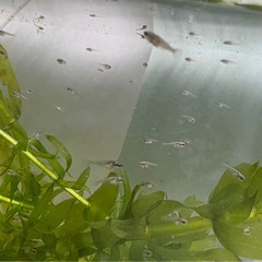 ベタ稚魚の画像