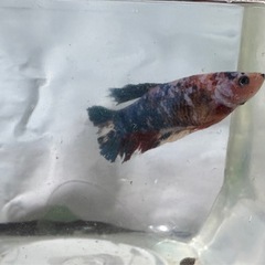 ベタ稚魚の画像